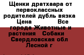 Щенки дратхаара от первоклассных  родителей(дубль вязка) › Цена ­ 22 000 - Все города Животные и растения » Собаки   . Свердловская обл.,Лесной г.